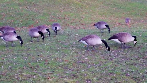 A group of wild ducks grazing on green grass. Wildlife background.  Stock Footage 258962239