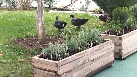 A group of wild ducks playing on the grass Stock Footage 305900569