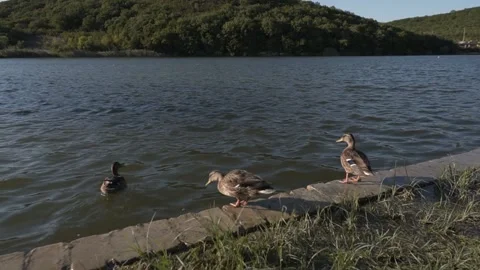 A group of wild ducks on a pond jump from the shore into the water. Stock Footage 161046036