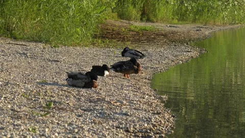 Group of Wild Ducks Resting and Sleeping on a Pebble Shore by the Lake Stock Footage 337710597
