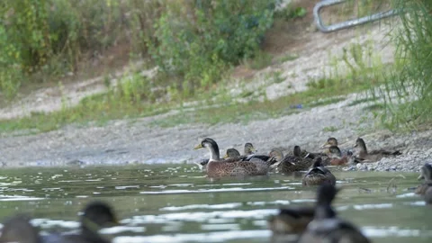 Group of Wild Ducks Resting and Swimming Along Calm Lakeshore Stockbeeldmateriaal 342109682