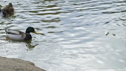A group of wild ducks swims in a winter lake. Ducks swim on the lake in winter Stock Footage 230190705