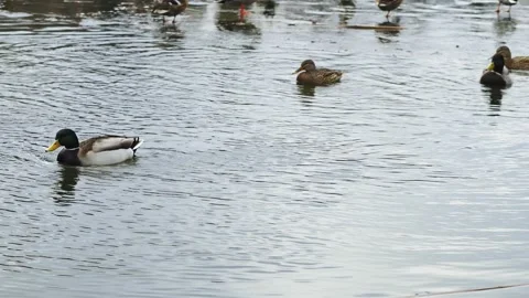 A group of wild ducks swims in a winter lake. Ducks swim on the lake in winter Video stock 230490634