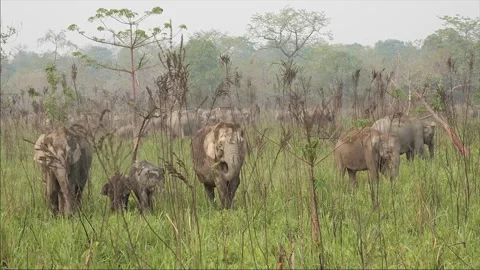 A group of wild elephants with two calves in Manas National Park 4k file 58 Stock Footage 339268380