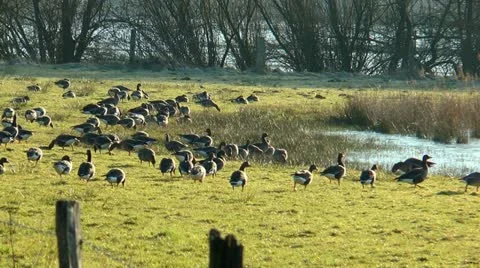 Group of wild geese feeding on meadow Stock Footage