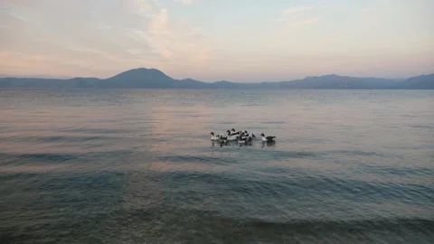A Group Of Wild Geese Floating On Calm Lake Water Surface In The Evening Stock Footage 195978991