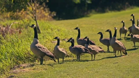 Group of Wild Geese On A Golf Course Stock Footage 280702030