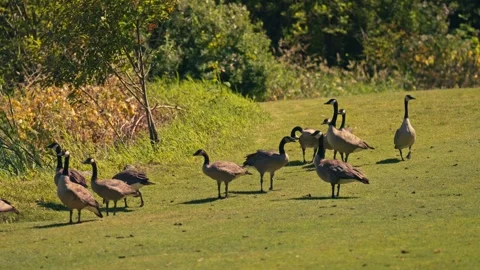 Group of Wild Geese On A Golf Course Vídeo Stock 280702032