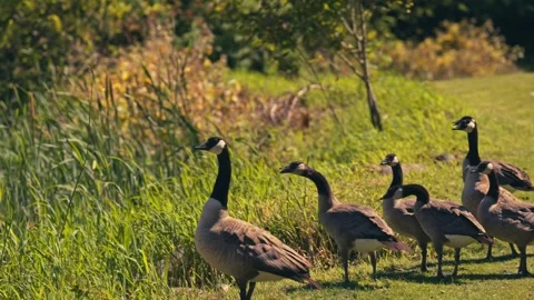 Group of Wild Geese On A Golf Course Stockbeeldmateriaal 280702039