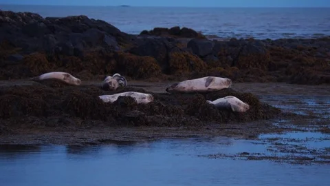 Group of Wild Harbor Seals Resting on Seaweed Shore in Iceland Stock Footage 327260638