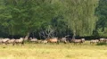 group of wild horses 4k UHD 11646 4k or 4k+ Resolution