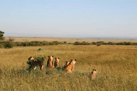 A group of wild lions Stock Photos