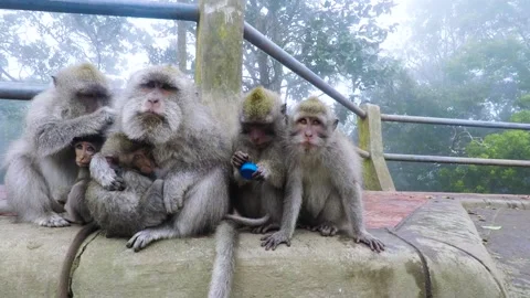 Group of Wild Macaque Monkeys Sitting on Balustrade in Bali Stock Footage 337945459