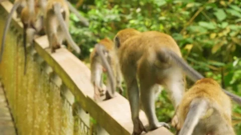 Group of wild macaques walking along a concrete wall Stock-Footage 338153836
