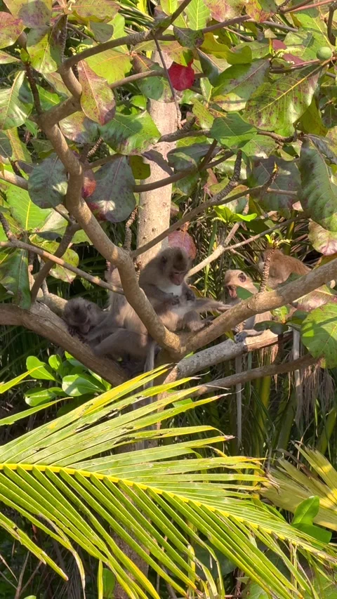 Group of wild monkeys relaxing and interacting in tropical tree branches Video stock 336667665