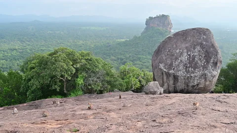 Group of wild monkeys resting and grooming on the surface of Pidurangala Rock  Vídeo Stock 309881056