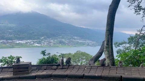 Group of Wild Monkeys on Stone Wall at Lake Buyan Viewpoint Stock Footage 336249439