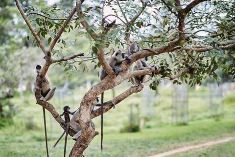 Group of wild monkeys on the tree Stock Photos