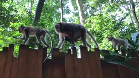 A group of wild monkeys walking on top of a fence in the forest Stock Footage 136986587