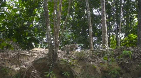 A Group of Wild Monkeys Walks in Forest. Slow Motion Stock Footage 66382193