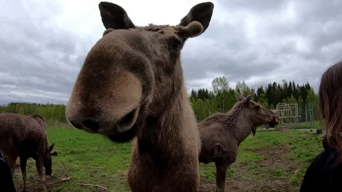 A group of Wild moose is moving on an open ground while tourists are around  Stock Footage 118610176