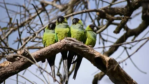 Group of wild nanday parakeet (Aratinga nenday) in a tree Video stock 159454046