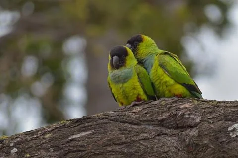 Group of wild nanday parakeet (Aratinga nenday) in a tree 스톡 사진