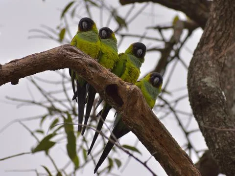 Group of wild nanday parakeet (Aratinga nenday) in a tree Stock Photos