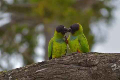 Group of wild nanday parakeet (Aratinga nenday) in a tree 스톡 사진
