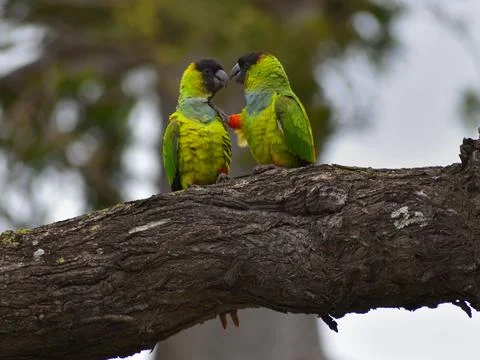 Group of wild nanday parakeet (Aratinga nenday) in a tree 스톡 사진