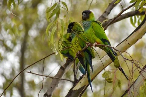 Group of wild nanday parakeet (Aratinga nenday) in a tree Stock Photos