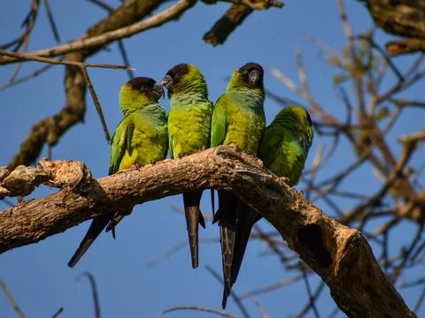 Group of wild nanday parakeet (Aratinga nenday) in a tree Stock Photos