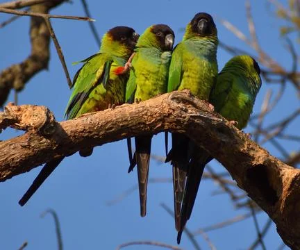 Group of wild nanday parakeet (Aratinga nenday) in a tree Stock Photos