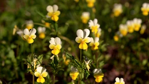 Group of wild pansies, gently dancing in the breeze, close-up, high definition Stock Footage 310090668