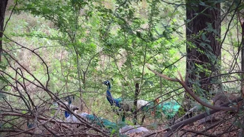 Group of Wild Peacocks Resting in Dense Forest Undergrowth Stock Footage 331800825