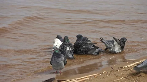 Group of wild pigeons bathing in murky water Stock Footage 335690551