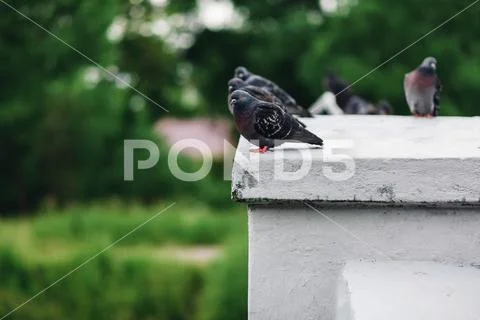 Group of wild pigeons sitting in nature Stock Photos