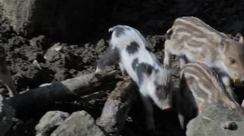 Group of wild piglets runs Stock Footage 48033773