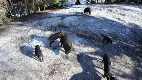 Group of wild pigs explores forest edge in snowy terrain Stock Footage 346550650