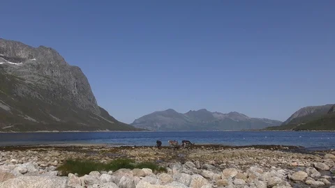 Group of wild reindeer drinking on lakeside beach, Tromso, Norway Stock Footage 104144713