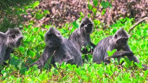 Group of Wild Silvered Leaf Monkeys Interacting 스톡 동영상 344554975