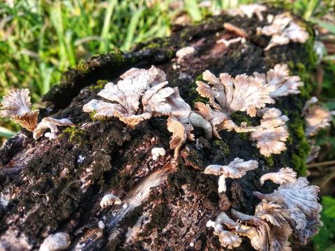 Group of wild split gill mushrooms growing on decaying log bark Stock-Fotos
