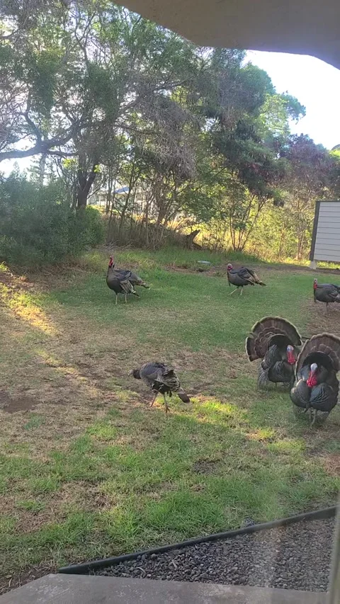 Group of wild turkeys walking across grassy yard tropical outdoor setting Stock Footage 332498210