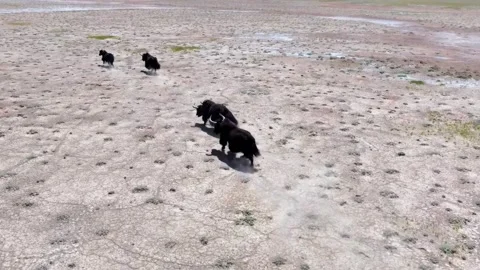 Group of Wild Yaks Galloping on Dry Ground Leaving Dust Trails Tibet China Stock Footage 346737466