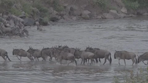 Group of wildebeest crossing river Stock Footage 131244620