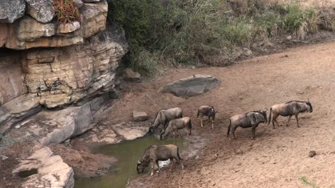 Group of Wildebeest Drinking Water Stock Footage 162014103