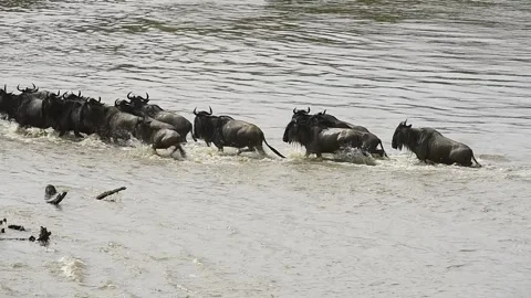 Group of Wildebeest in the Mara river during the great migration. Stock Footage 331296970