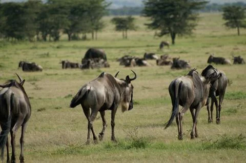 A group of wildebeest Stock Photos
