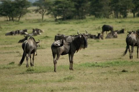 A group of wildebeest Stock Photos