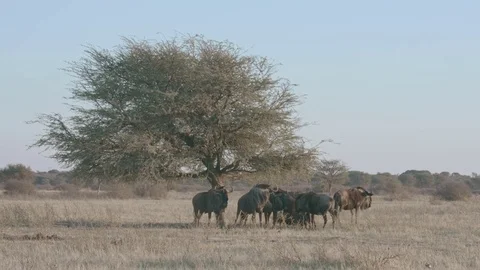 Group of wildebeest standing under the shade of acacia tree Video stock 84201693